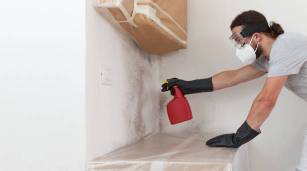 Professional Attic Mold Remediation technician working in Palisades Park, NJ