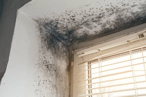 Affordable Attic Mold Remediation solutions in Palisades Park, NJ