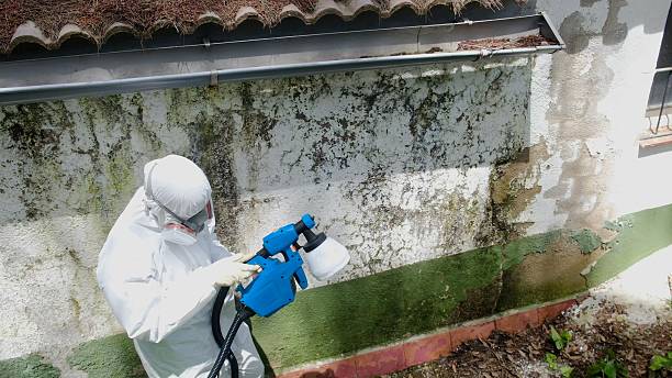 Top rated local Attic Mold Remediation specialists in Palisades Park, NJ